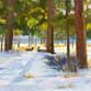 Elk in Estes Park