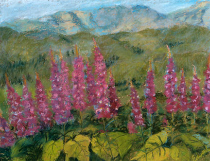 Lupine