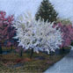CSU Spring Orchard